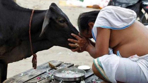 ১৪ ফেব্রুয়ারি বিশ্ব ভালোবাসা দিবস নয়।কাউ হাগ ডে পালন করার