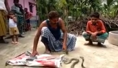 বিষধর সাপ খেকো সাপুড়ে মোজাহার মিয়া