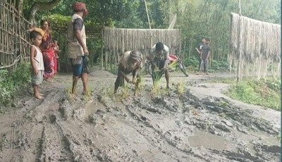 কাউনিয়ায় ক্ষোভে রাস্তায় ধানের চারা লাগিয়ে ব্যতিক্রমী প্রতিবাদ 