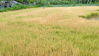 তাড়াশে দূর্বৃত্তের দেয়া আগাছানাশকে পুড়ল কৃষকের ১ বিঘা জমির বীজতলা