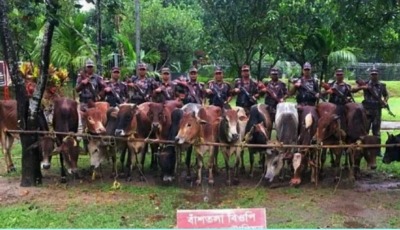 সুনামগঞ্জ মধ্যনগরে ভারতীয় ২৩টি গরু আটক