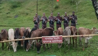 সুনামগঞ্জে বিজিবির অভিযানে ১২টি ভারতীয় গরু আটক