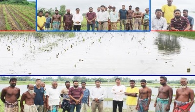 বন্যায় ক্ষতিগ্রস্ত দেড়শ একর বেগুন ক্ষেত: হতাশ কৃষকরা
