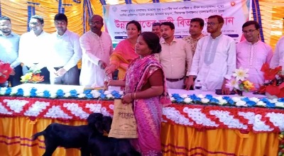 তাড়াশে ক্ষুদ্র নৃ-গোষ্ঠীর মাঝে উন্নত জাতের ৪’শ ছাগী বিতরণ