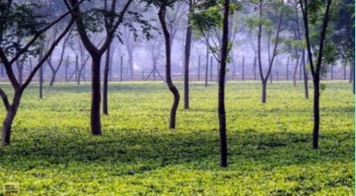 পঞ্চগড়ের সমতলের চা বাগান