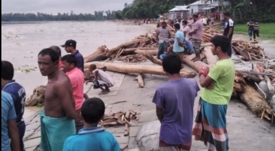 ভারতে ভারি বৃষ্টির পানির সাথে ভূরুঙ্গামারীর ভেসে আসছে হাজার হাজার গাছের গুড়ি