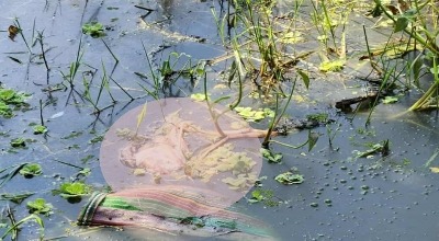 কাউনিয়ায় ডোবা থেকে অজ্ঞাত নারীর মরদেহ উদ্ধার
