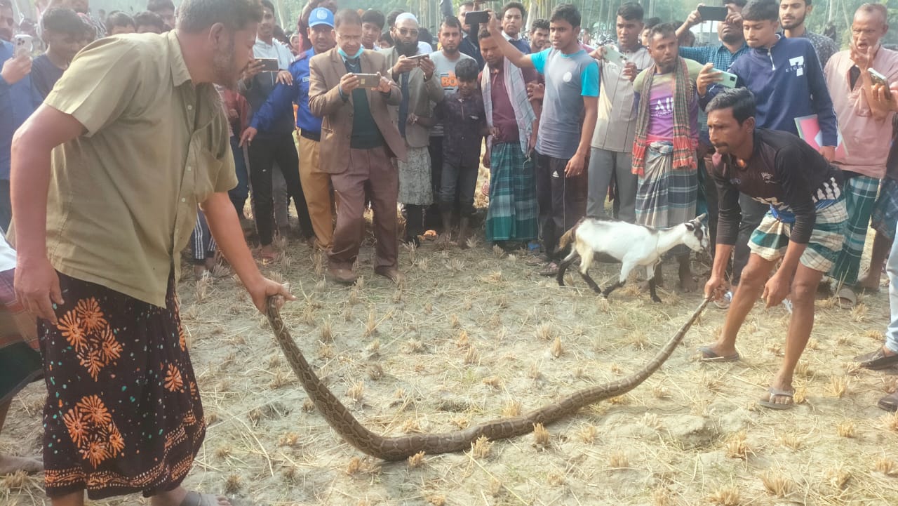 ভূরুঙ্গামারীতে আট ফুট লম্বা অজগর উদ্ধার