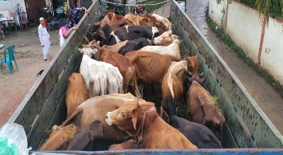 পুলিশের ধাওয়ায় পালাল ডাকাত: ৩১ গরুসহ লুণ্ঠিত ট্রাক উদ্ধার