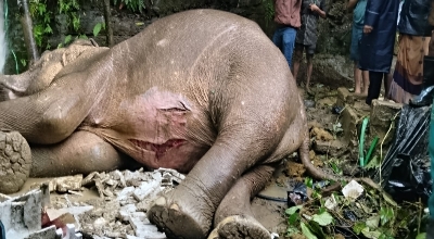 টেকনাফে পাহাড় থেকে পড়ে আহত মা হাতির পাশে বন বিভাগ