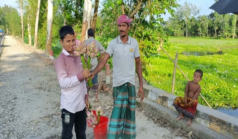 কাউনিয়ায় বিলের পদ্ম ফুলের সৌন্দর্যে চোখ আটকে যাচ্ছে দর্শণার্থীদের
