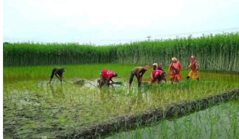 স্বেচ্ছাশ্রমে পাট কেটে ও ধানের চারা রোপণ করলেন আনসার-ভিডিপি সদস্যরা