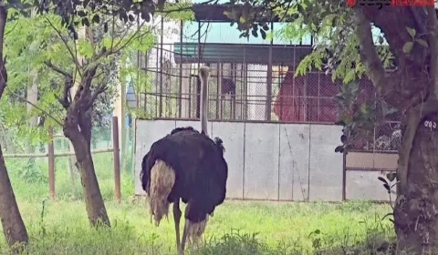 ১৩৪ কোটি টাকার উটপাখি গবেষণা প্রকল্পে আনা ২২টির মধ্যে ১৫টি জবাই