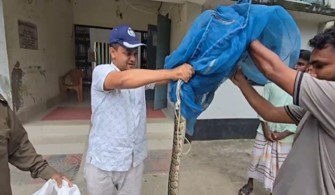 ভূরুঙ্গামারীতে ৬ ফুট লম্বা বার্মিজ অজগর উদ্ধার