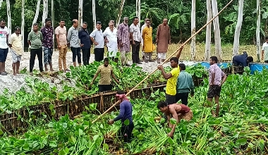 কাউনিয়ায় কৃষি জমির জলাবদ্ধতা নিরসনে সেতুর মুখে আটকে থাকা কচুরিপানা অপসারণ করলো বিএনপির নেতা-কর্মীরা 